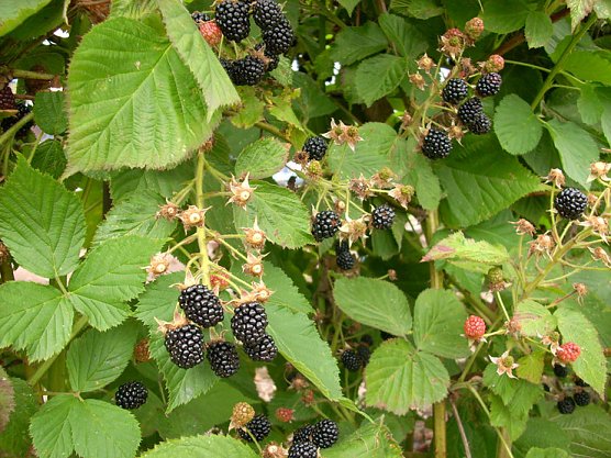 Reife Brombeeren (Foto: Karl-Heinz Herrmann)