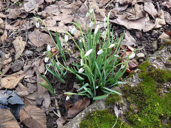 Kratzen angesagt (Foto: Privat) Kratzen angesagt (Foto: Privat)