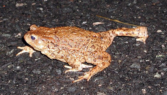 Geschafft (Foto: NABU Th&uuml;ringen)