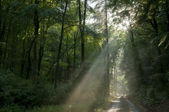 Naturf&uuml;hrung: (Foto: Hoche Schrecke)