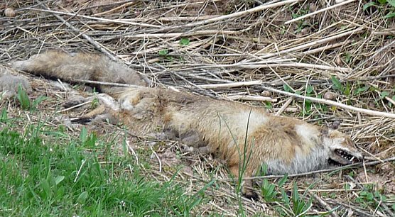 Armes F&uuml;chslein (Foto: Karl-Heinz Herrmann)
