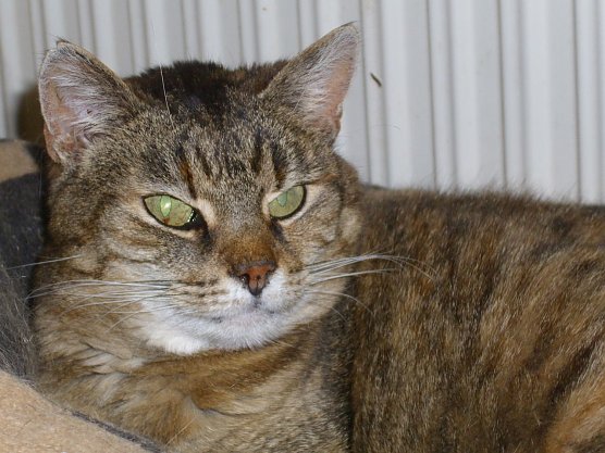 Prinzessin (Foto: C. Knust)