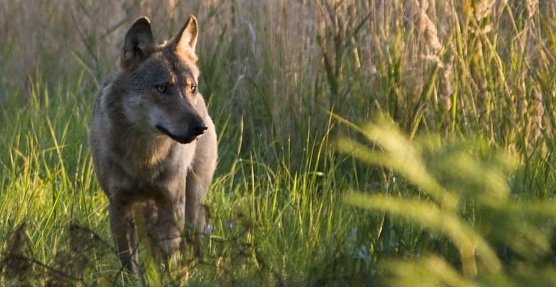 Wolf (Foto: Jan Noack) Wolf (Foto: Jan Noack)