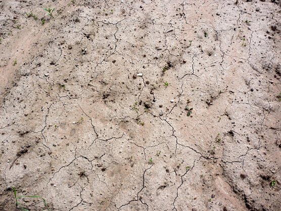 Nur leichter R&uuml;ckgang? (Foto: Privat)