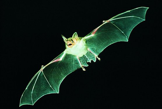 Fliegendes Mausohr (Foto: E. Menz) Fliegendes Mausohr (Foto: E. Menz)