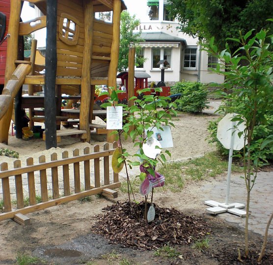 Ein Bäumchen für unsere Kindervilla (Foto: Kindervilla Bad Frankenhausen) Ein Bäumchen für unsere Kindervilla (Foto: Kindervilla Bad Frankenhausen)