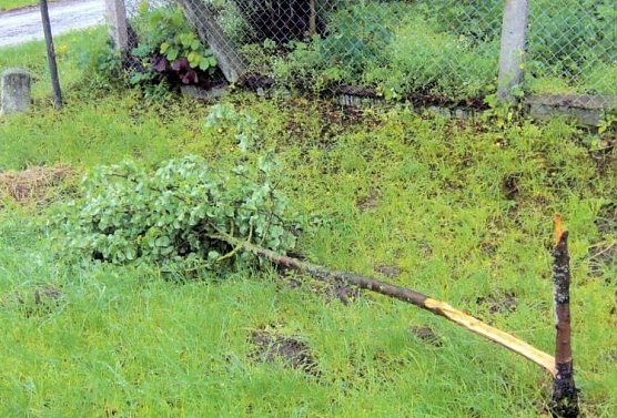 Bäume umgeknickt (Foto: Polizei) Bäume umgeknickt (Foto: Polizei)