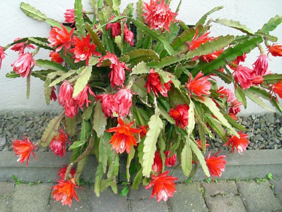 Sch&ouml;nes Prachtexemplar (Foto: Thomas Leipold)