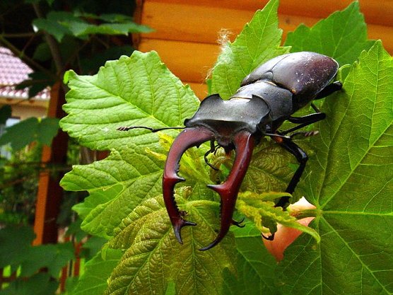 Hirschkäfer gefunden (Foto: Peter Möbius) Hirschkäfer gefunden (Foto: Peter Möbius)