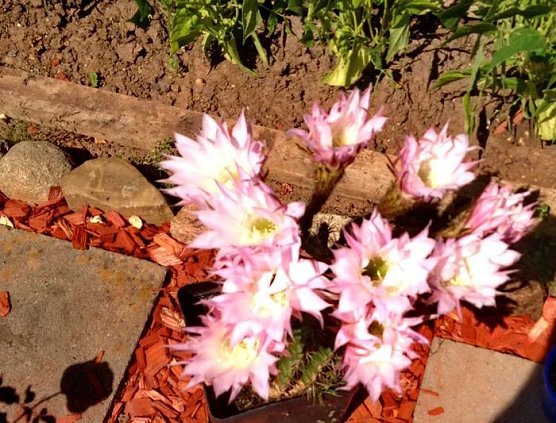 Blumen am Hopfenberg (Foto: Hans-J&uuml;rgen Schmidt)