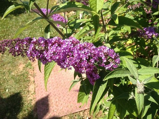 Blumen am Hopfenberg (Foto: Hans-J&uuml;rgen Schmidt)