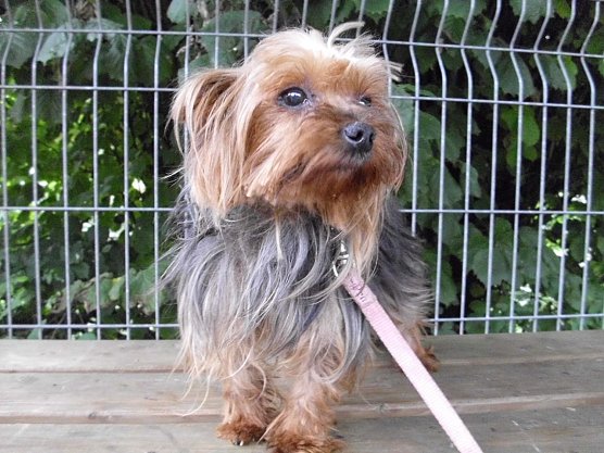 Sucht neues Zuhause (Foto: C. Knust)