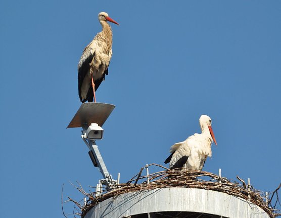 Wei&szlig;storchenpaar (Foto: Klaus Schmidt)