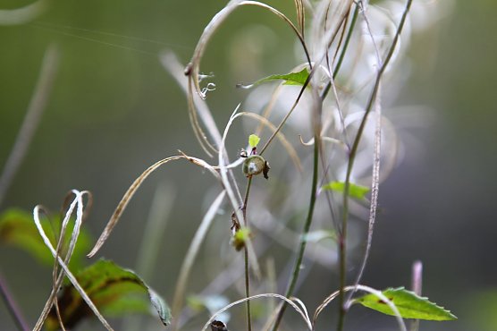 Am Braunsteinhaus (Foto: nnz) Am Braunsteinhaus (Foto: nnz)