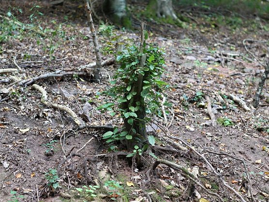 Am Braunsteinhaus (Foto: nnz) Am Braunsteinhaus (Foto: nnz)