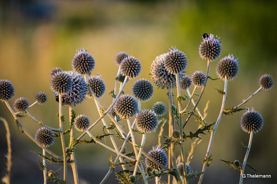 Das nnz-Wetter-Bild (Foto: G. Thelemann)