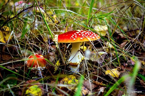 Herbstbild (Foto: G. Thelemann) Herbstbild (Foto: G. Thelemann)