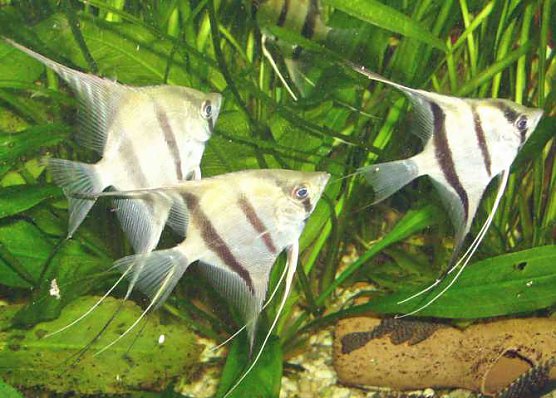 Termine, Termine (Foto: Stadt Bad Frankenhausen) Termine, Termine (Foto: Stadt Bad Frankenhausen)