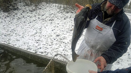 Karpfen aus Artern (Foto: S.Hey) Karpfen aus Artern (Foto: S.Hey)