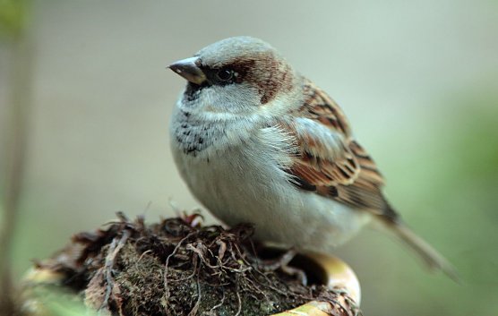 Die Nummer 1 (Foto: Fotonatur) Die Nummer 1 (Foto: Fotonatur)