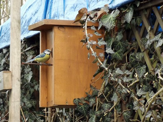 Im Winter unsere heimischen V&ouml;gel.. (Foto: Thomas Leipold)