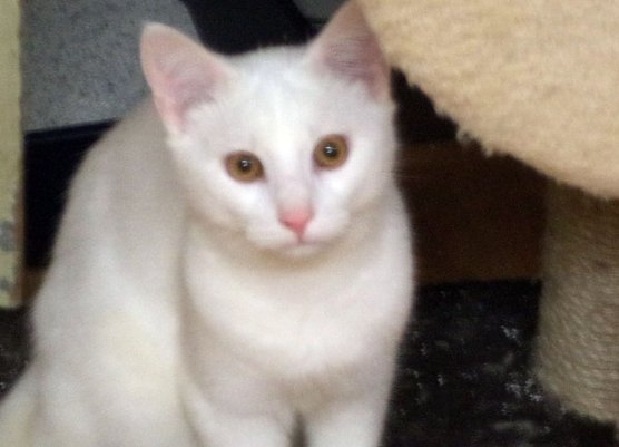 Flocke (Foto: C. Knust)