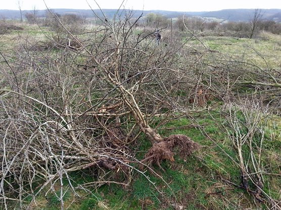 NABU-Arbeitseinsatz (Foto: NABU Kyffh&auml;userkreis)