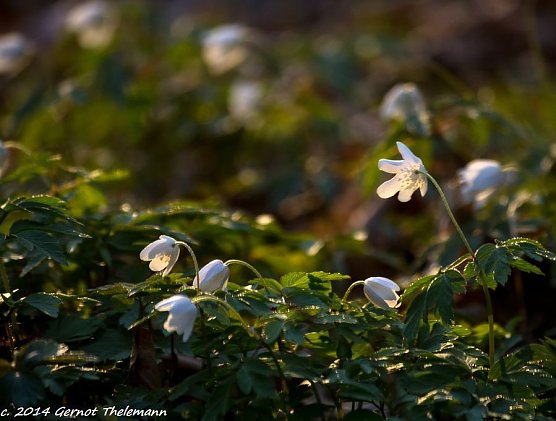 Wetter-Bild (Foto: Gernot Thelemann)