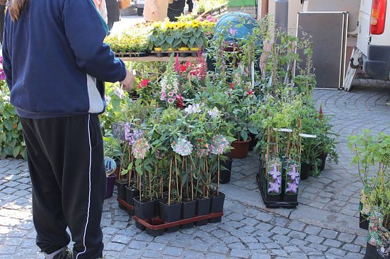 Pflanzen über Pflanzen (Foto: Karl-Heinz Herrmann) Pflanzen über Pflanzen (Foto: Karl-Heinz Herrmann)