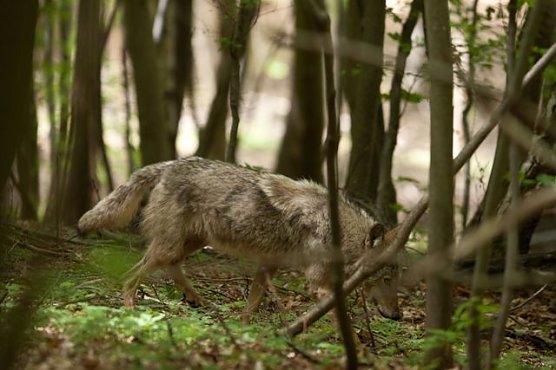 Einen Wolf gesichtet (Foto: S. Böttner) Einen Wolf gesichtet (Foto: S. Böttner)