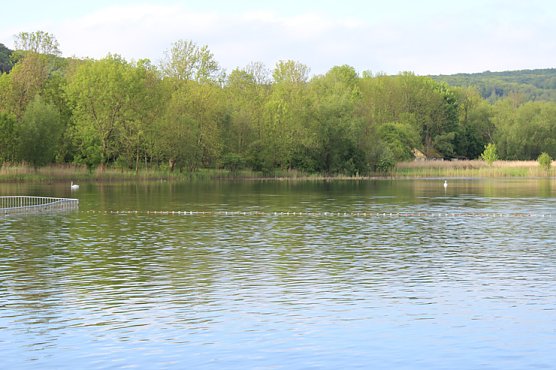 Schwanenhals (Foto: Karl-Heinz Herrmann) Schwanenhals (Foto: Karl-Heinz Herrmann)