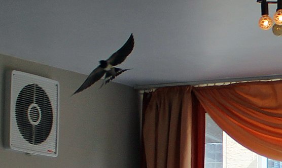 Vogel freundliches Frankenhausen (Foto: Karl-Heinz Herrmann) Vogel freundliches Frankenhausen (Foto: Karl-Heinz Herrmann)