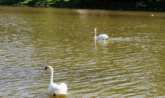 Schwäne (Foto: Karl-Heinz Herrmann) Schwäne (Foto: Karl-Heinz Herrmann)