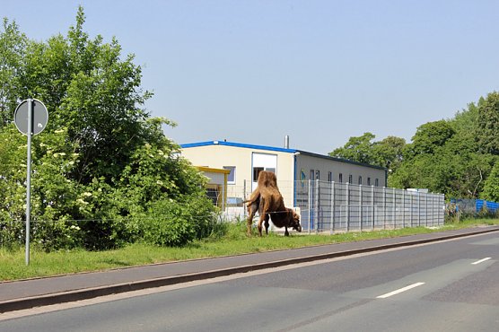 Dies und das am Wegesrand (Foto: Karl-Heinz Herrmann)