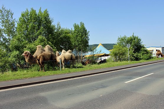 Dies und das am Wegesrand (Foto: Karl-Heinz Herrmann)