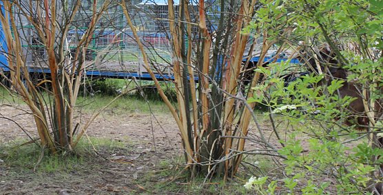 Baumschützer empört (Foto: Karl-Heinz Herrmann) Baumschützer empört (Foto: Karl-Heinz Herrmann)