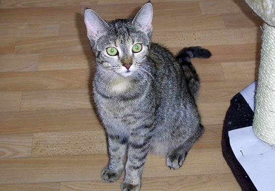 Mausi (Foto: C. Knust)