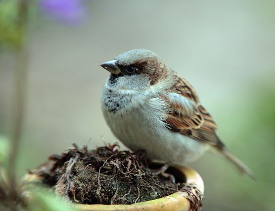 Haussperling (Foto: fotonatur)