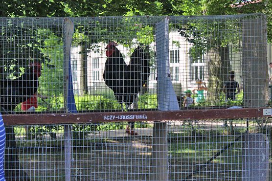 Pfingstfest auf der Feuerkuppe (Foto: Karl-Heinz Herrmann) Pfingstfest auf der Feuerkuppe (Foto: Karl-Heinz Herrmann)