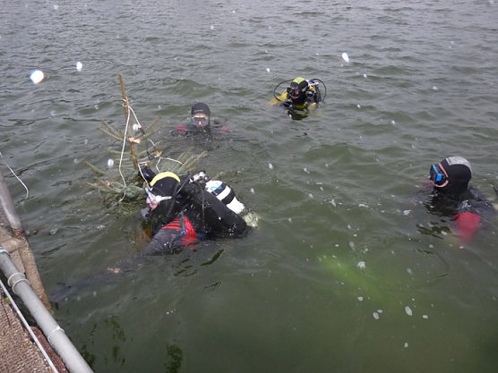 Weihnachtstauchen im Bebraer Teich (Foto: Karl-Heinz Herrmann)