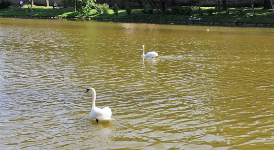 Die Schwäne gehören zu Sondershausen (Foto: Karl-Heinz Herrmann) Die Schwäne gehören zu Sondershausen (Foto: Karl-Heinz Herrmann)