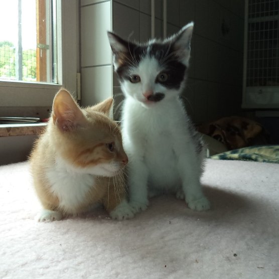 Geschwister Franz und Franzi (Foto: Cornelia Knust) Geschwister Franz und Franzi (Foto: Cornelia Knust)