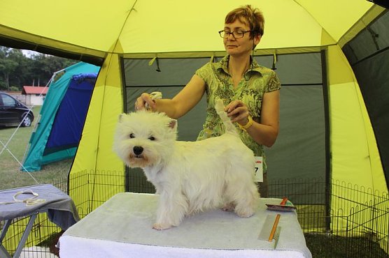 Terrier nichts als Terrier (Foto: Karl-Heinz Herrmann)