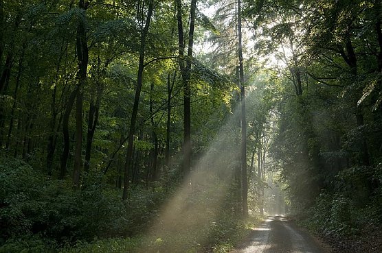 Naturf&uuml;hrung der besonderen Art (Foto: Hohe Schrecke)