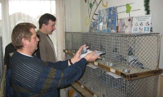 Tauben in Urbach (Foto: Hoffmann) Tauben in Urbach (Foto: Hoffmann)