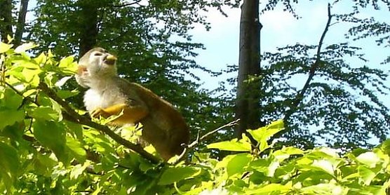 Affen auf Ausflug (Foto: Karl-Heinz Herrmann)