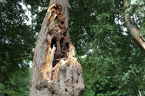 Von wegen nur Sturmschaden! (Foto: Karl-Heinz Herrmann)