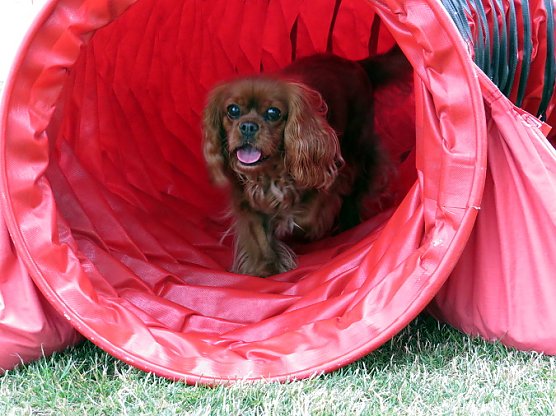 Mal etwas anderes für Herrchen/ Frauchen und Bello (Foto: Erna Michael) Mal etwas anderes für Herrchen/ Frauchen und Bello (Foto: Erna Michael)
