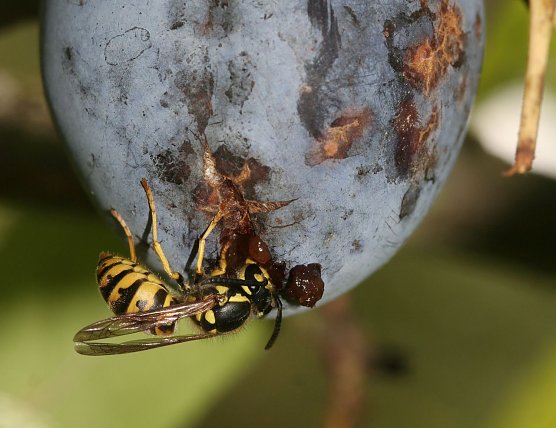 Wespe bei der "Arbeit" (Foto: Helge May) Wespe bei der "Arbeit" (Foto: Helge May)