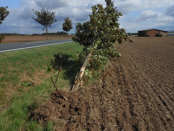 Alleeb&auml;ume haben viele Aufgaben (Foto: NABU Kyffh&auml;userkreis)